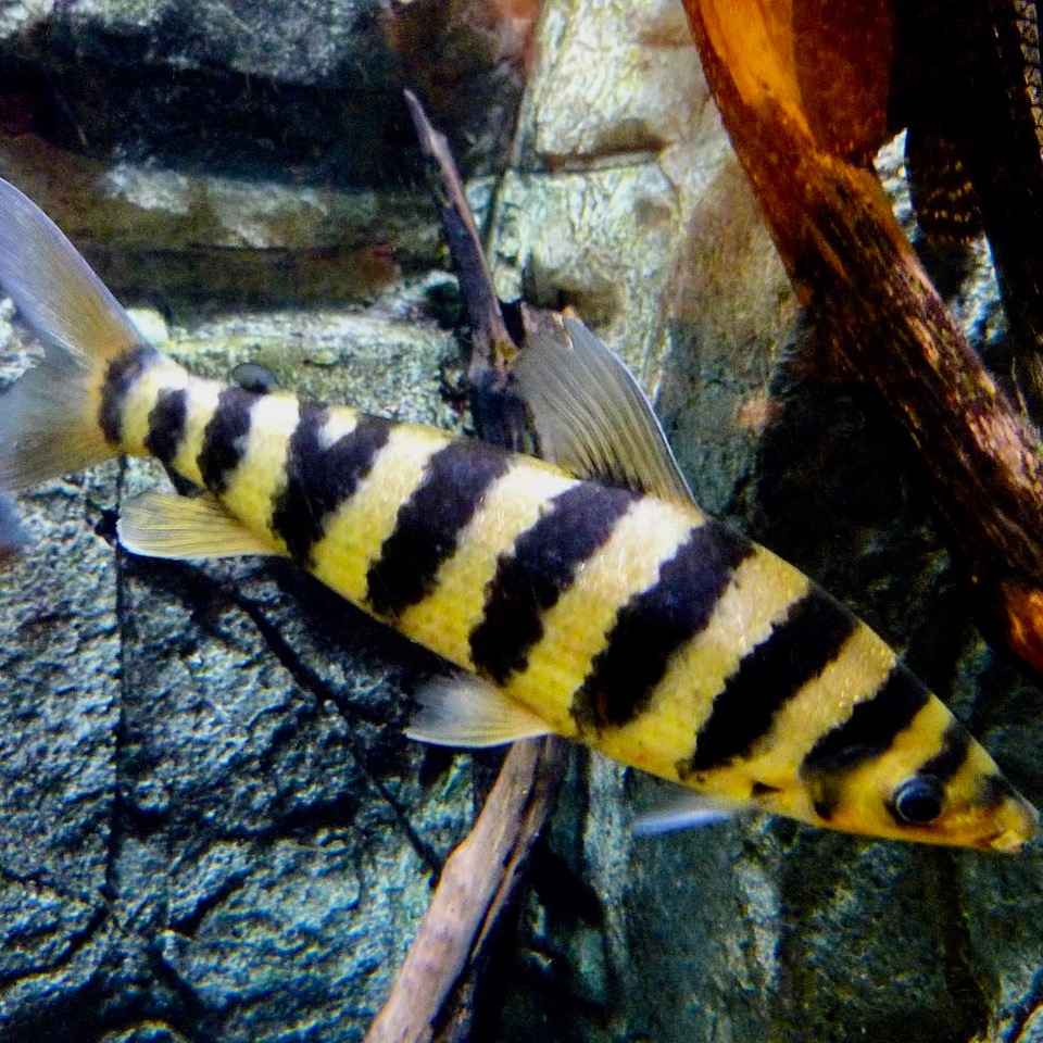 Leporinus affinus   Kopstaander S